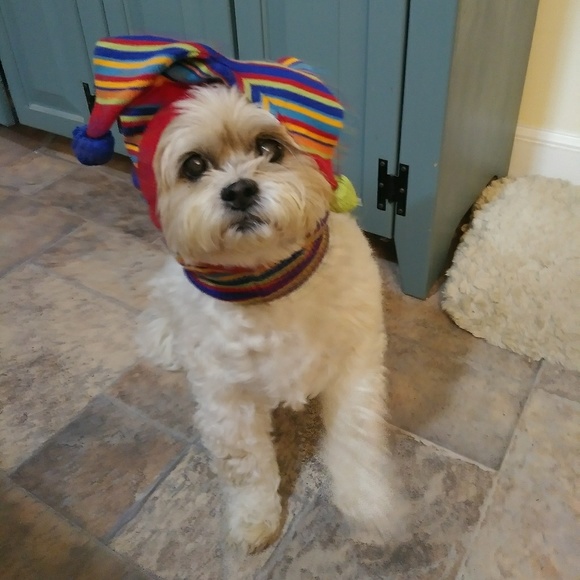 Meet your Posher, Jessie - Picture 2 of 2